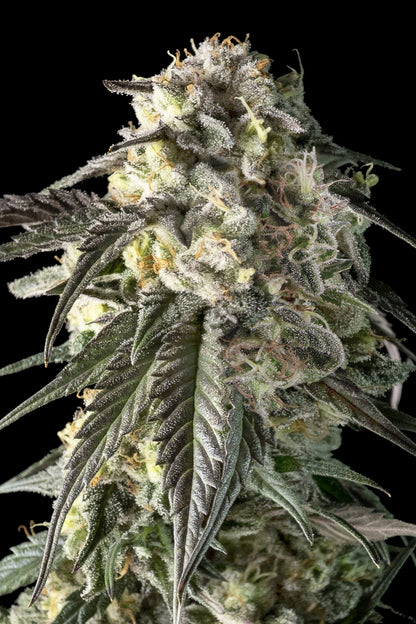 FIRE DOG - 3+1 Semillas Fem