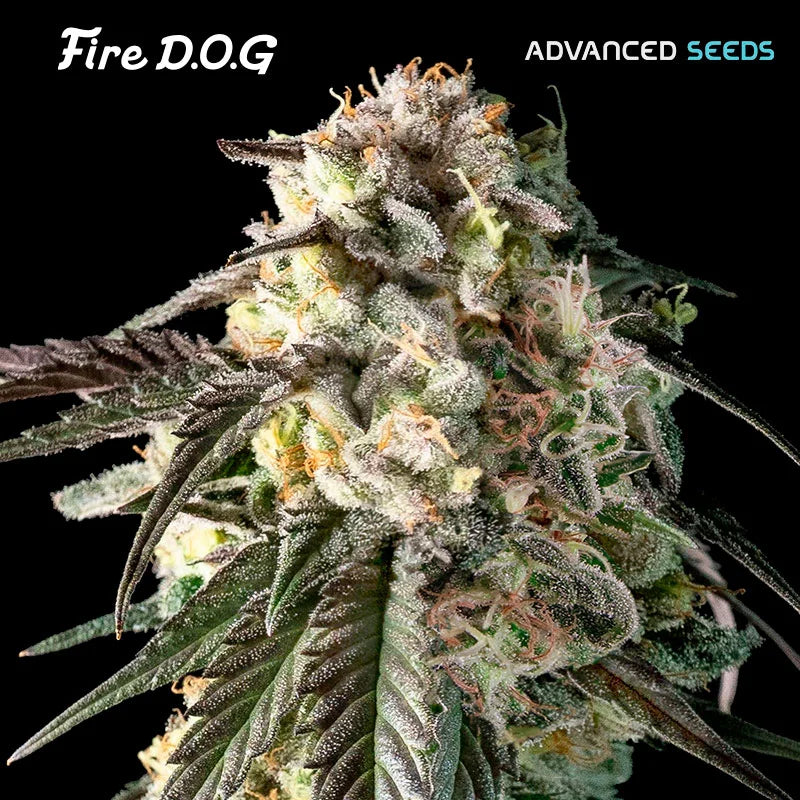 FIRE DOG - 3+1 Semillas Fem