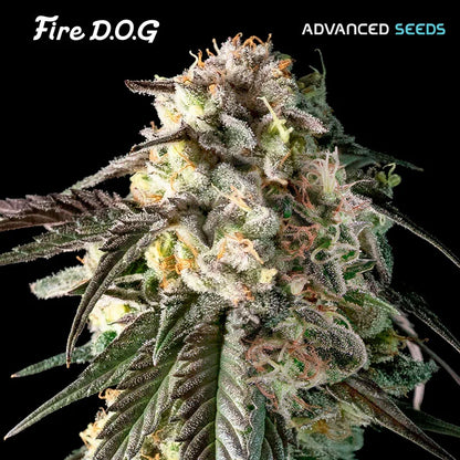 FIRE DOG - 3+1 Semillas Fem