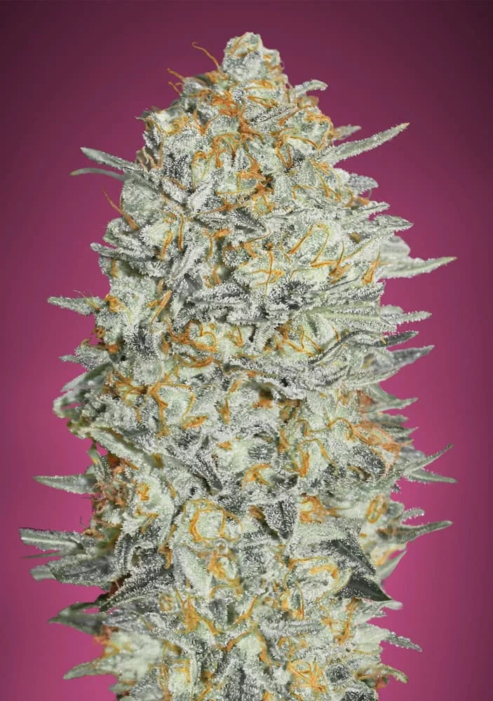 GELATO #33 - 3+1 Semillas Fem