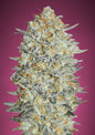 GELATO #33 - 3+1 Semillas Fem