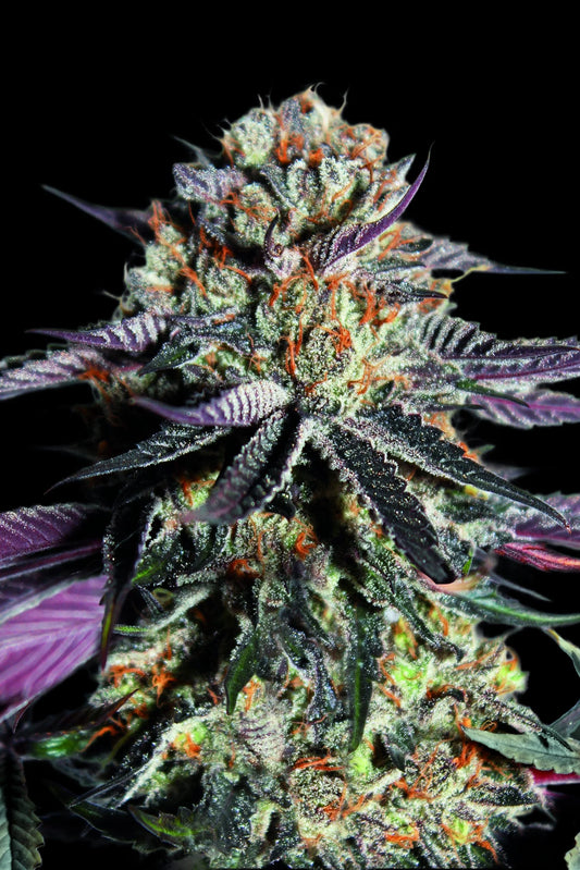 ZEREAL MILK - 3+1 Semillas Fem