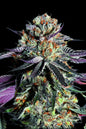 ZEREAL MILK - 3+1 Semillas Fem
