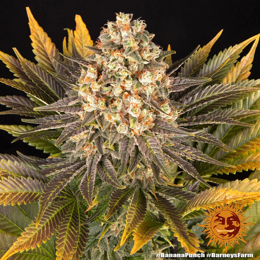 BANANA PUNCH - 3 semillas fem