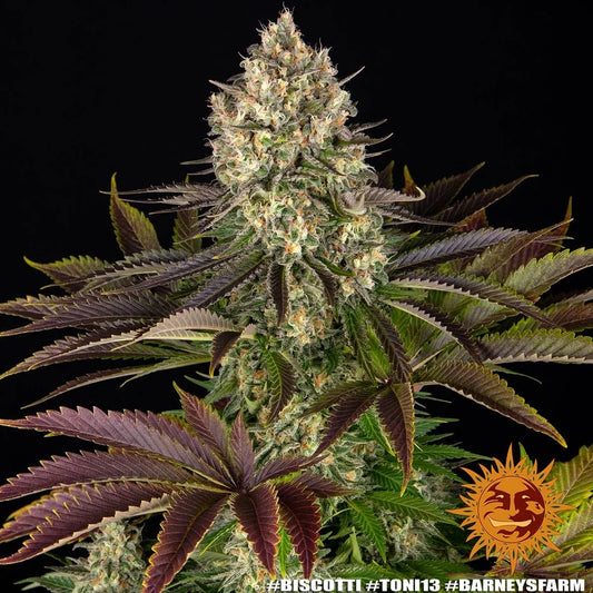 BISCOTTI - 3 semillas fem