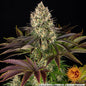 BISCOTTI - 3 semillas fem