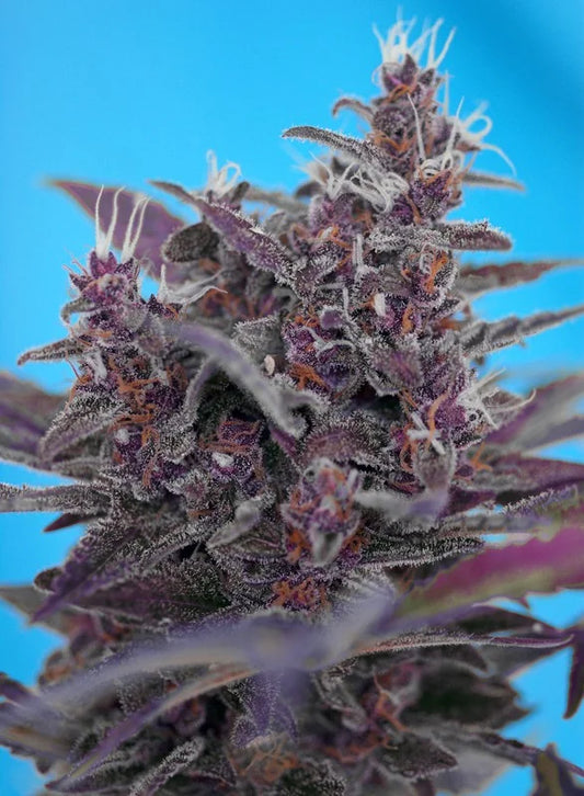 AUTO BLACK CREAM - 3+1 Semillas Fem