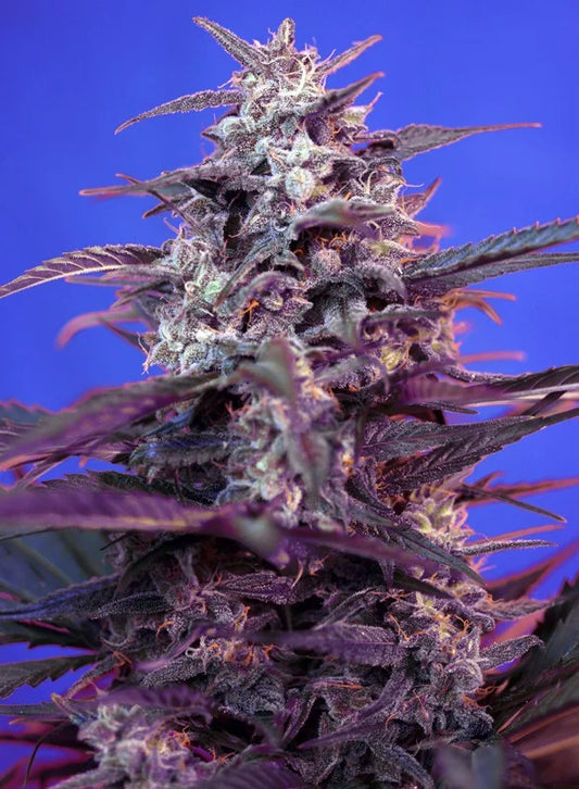 AUTO BLOODY SKUNK - 3+1 Semillas Fem
