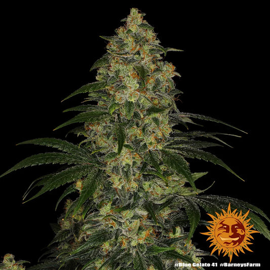 BLUE GELATO 41 - 3 semillas fem