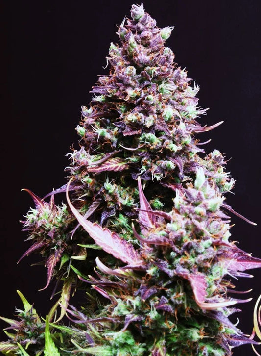 AUTO CREAM CARAMEL - 3+1 Semillas Fem