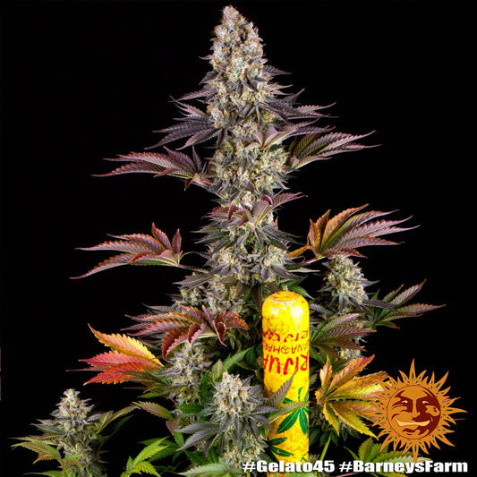 GELATO #45 - 3 semillas fem