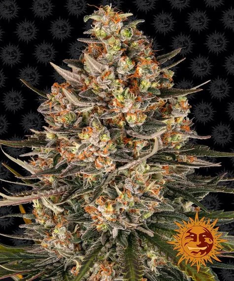 LEMON DRIZZLE - 3 semillas fem