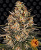 LEMON DRIZZLE - 3 semillas fem