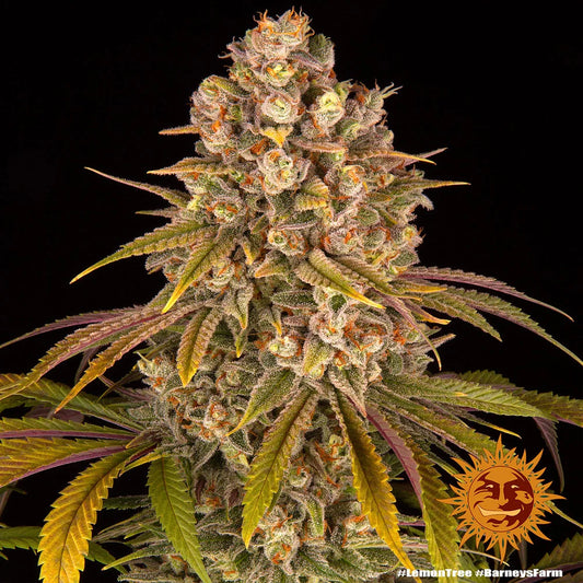 LEMON TREE - 3 semillas fem