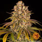 LEMON TREE - 3 semillas fem