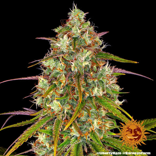 LIBERTY HAZE - 3 semillas fem
