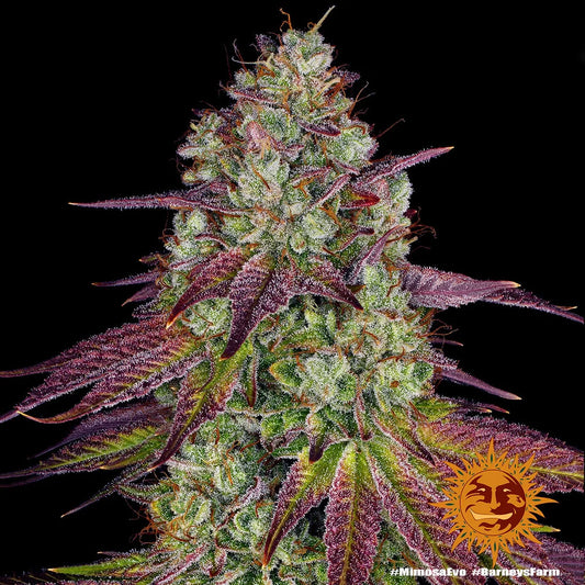 MIMOSA EVO - 3 semillas fem