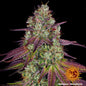 MIMOSA EVO - 3 semillas fem