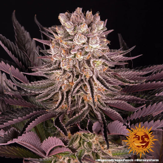 MIMOSA X ORANGE PUNCH - 3 semillas fem