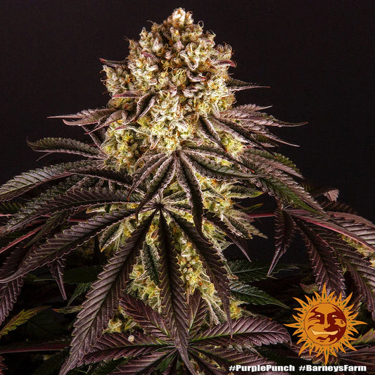 PURPLE PUNCH - 3 semillas fem
