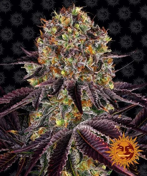 RUNTZ X LAYER CAKE - 3 semillas fem