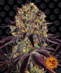 RUNTZ X LAYER CAKE - 3 semillas fem