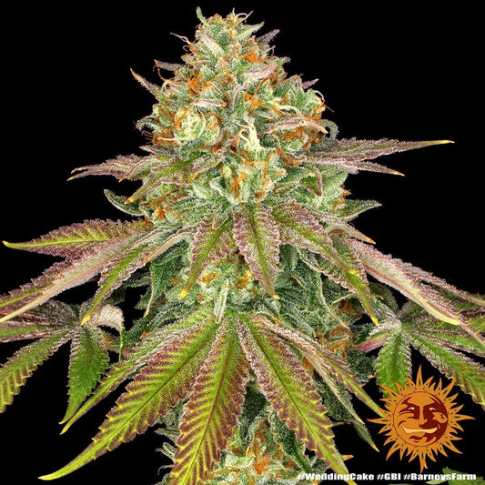 WEDDING CAKE - 3 semillas fem
