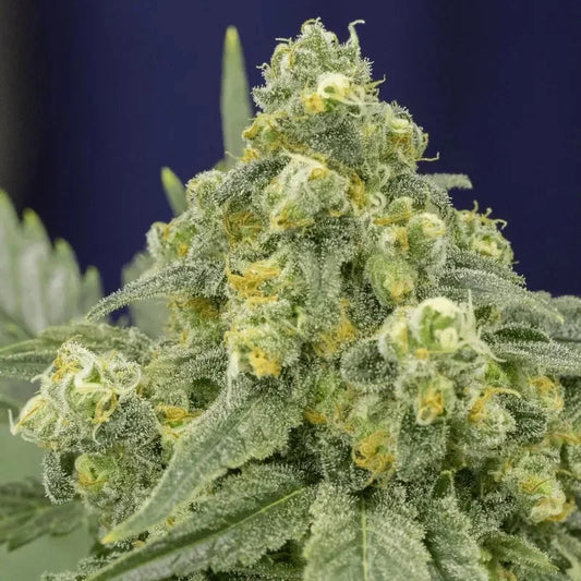WHITE WIDOW - 5 Semillas Fem